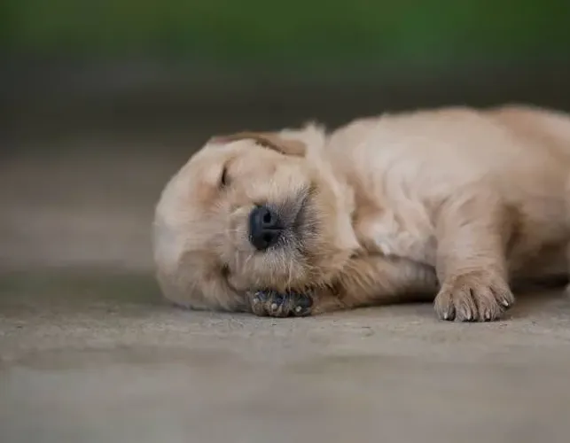 Golden Retriever Filhote Energia e Amor Sem Fim