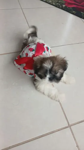 Linda shith tzu femea