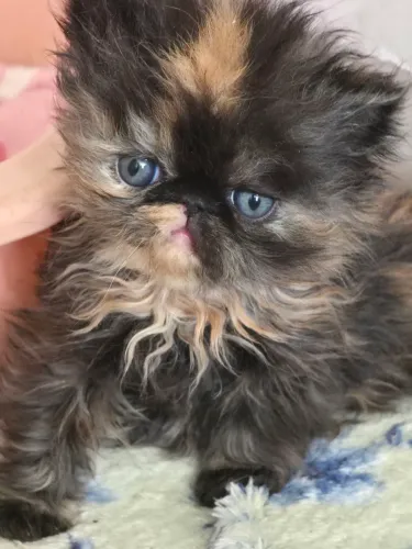 Gata Persa fêmea