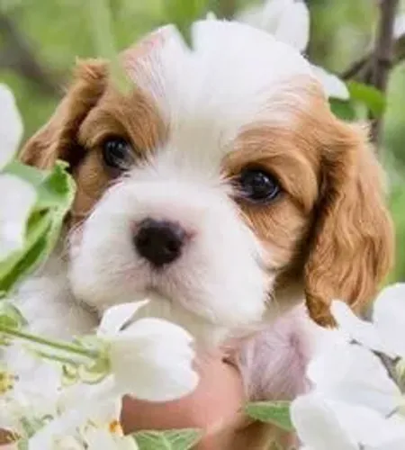 Cavalier King Charles