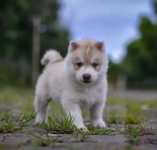 Filhotes de Husky Siberiano | Patinhas fofas esperando você