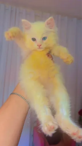 Gato persa /Angora