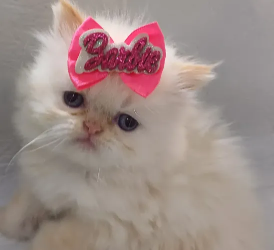 Linda filhote de gata persa femea olhos azuis pura.Parcelo.Entrego Joinville, Camboriú, Fl