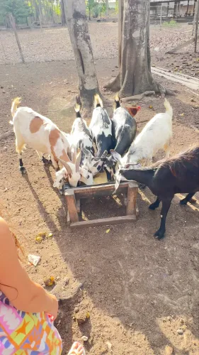 Venda - bode e cabras 