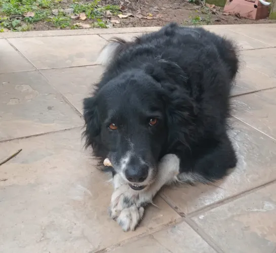 Doação de um Cão da raça Border Collie