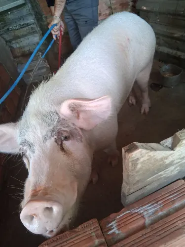 Vendo Barrão