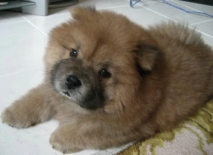 Chow Chow lindos