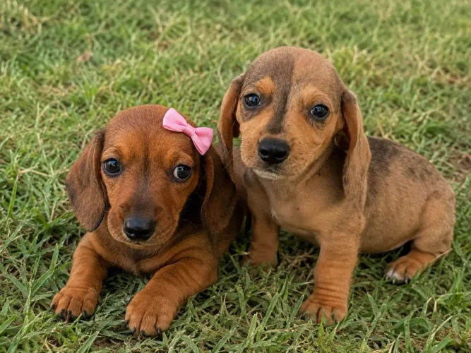 Casal de Basset disponíveis