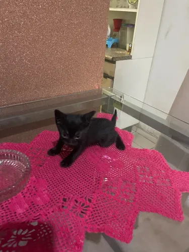Doação de gatinhos filhotes