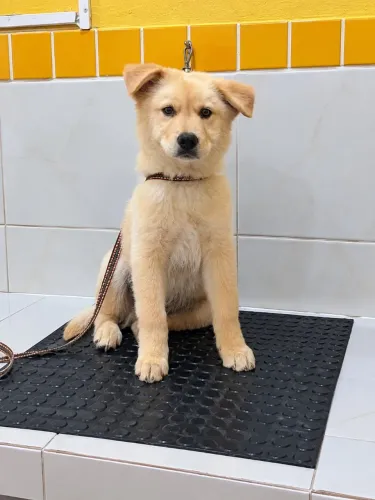 Golden Chow Macho
