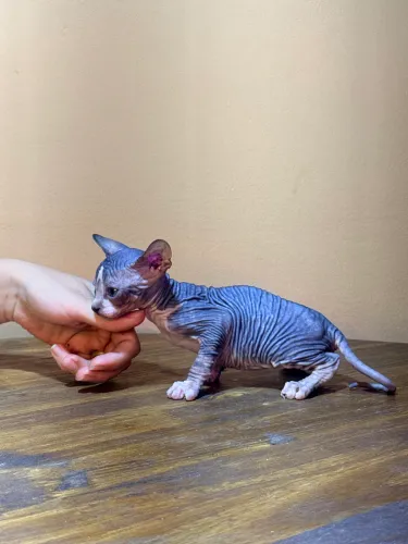 Sphynx preto e branco - macho