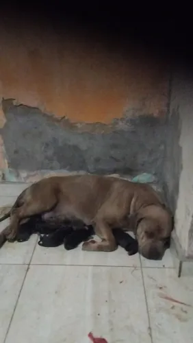 Cachorros 