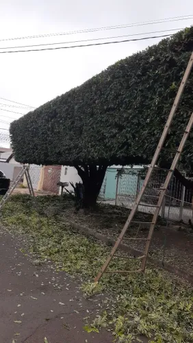 Jardinagem em geral