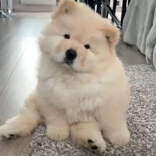 Filhote Chow-chow, Cãopanheiros prontos para te encher de alegria!