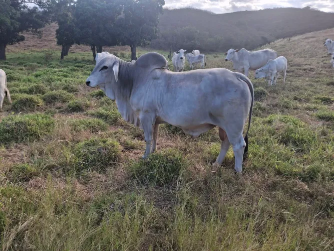 Reprodutor Raça Tabapuã P.O.