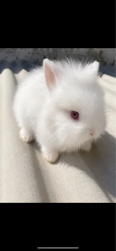 Coelhos mini