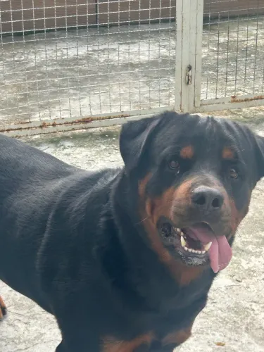 rotweiller filhotes