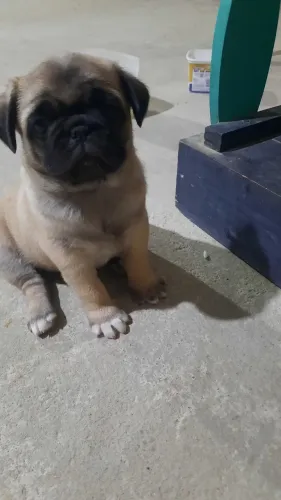 Pug