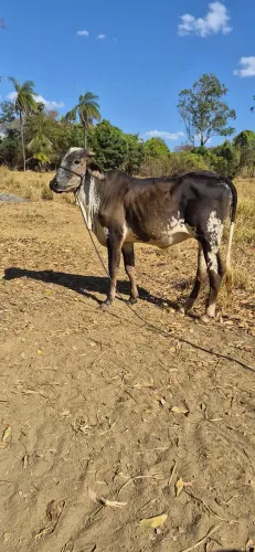 Novilhas girolanda de 1 ano e 15 dias