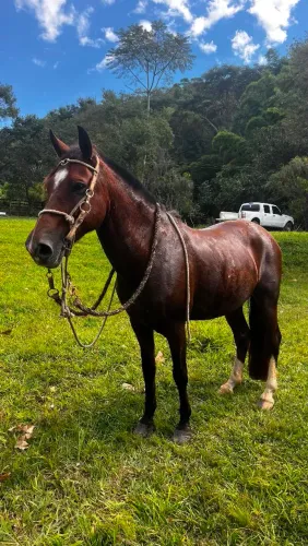 Vende-se cavalo