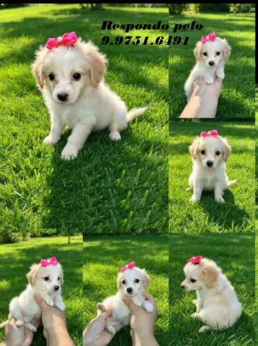 poodle  x maltes 