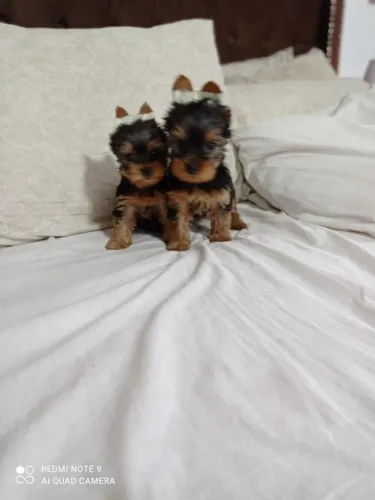 Yorkshire Terrier,Yorkshire Terrier Filhote Pronto Para Novo Lar