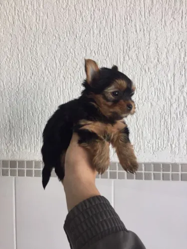 Yorkshire terrier disponível hoje