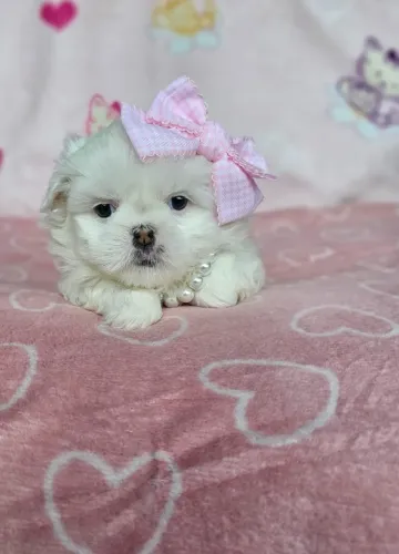 Cachorro de companhia Shih Tzu/ Shitzu peludinho filhotes macho e fêmea com pedigree SP
