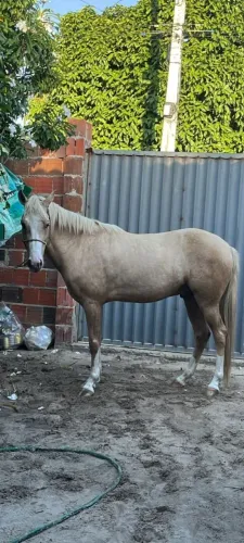 Cavalo Machador
