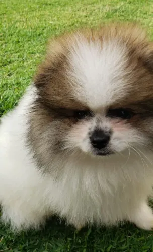 Spitz alemão macho 