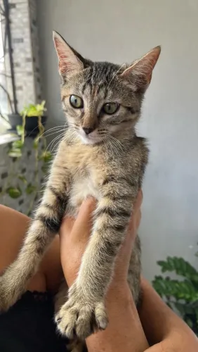 GATINHA FÊMEA FILHOTE PARA ADOÇÃO