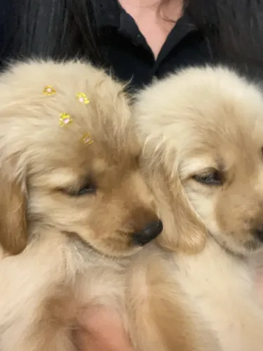 VENDO FILHOTES DE GOLDEN