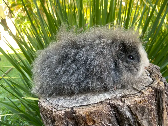 PORQUINHO-DA-ÍNDIA ALPACA COM PEDIGREE OFICIAL - DESCENDÊNCIA EUROPEIA