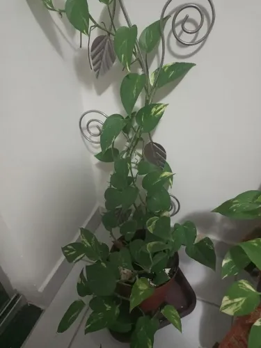 Plantas para Apartamento 