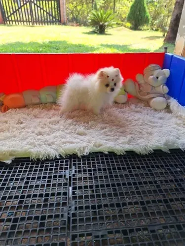 Spitz alemão anao fêmea 3 meses