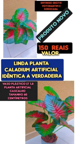 Planta Nova 