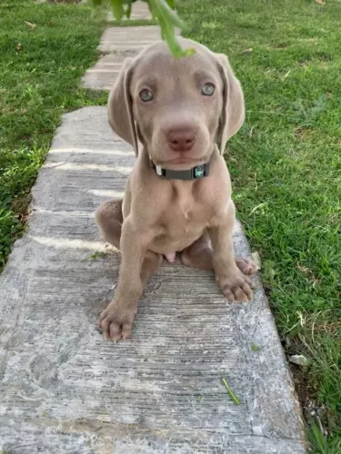 Tranquilos Filhotes de Weimaraner disponíveis