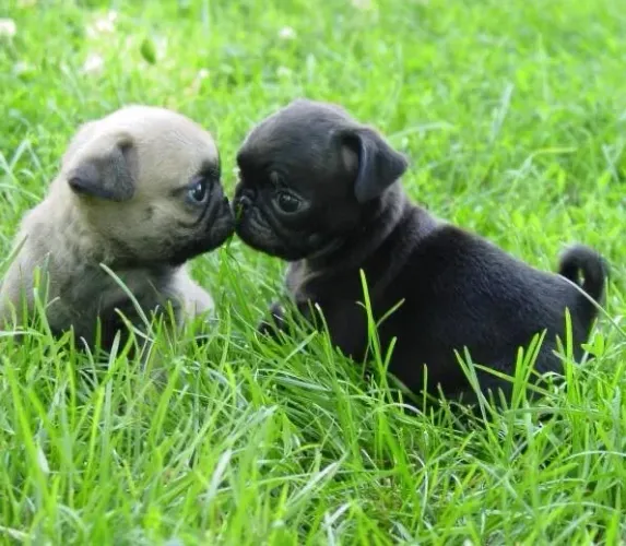 Pug black enabricot