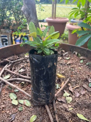Muda de gabiroba do cerrado