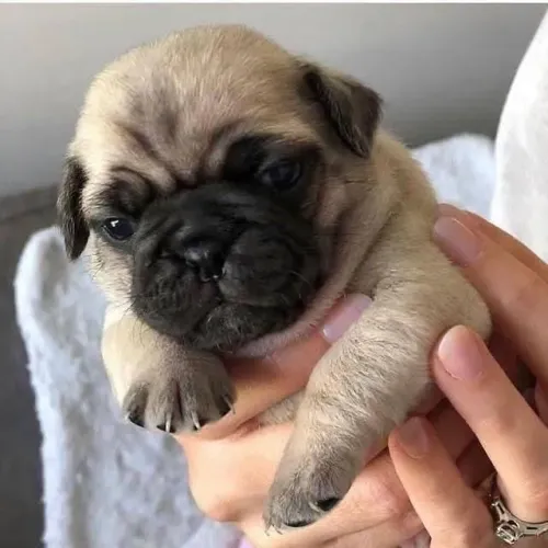 Filhotes de Pug | Lindos e muito dóceis!