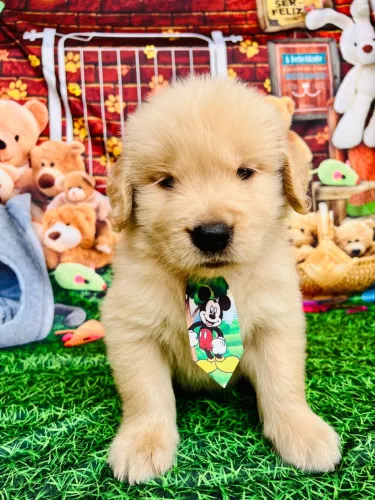 Filhote vacinado/ vermifugado/ pedigree/ garantia golden retriever