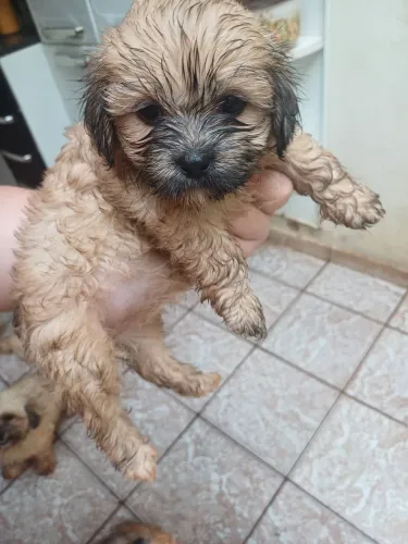 Filhotes de lhasa apso machos 
