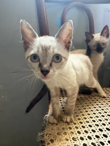 Doação de Pets