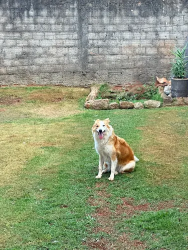Doação Border Collie 