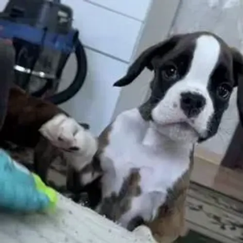 Boxer,Boxer Filhote Top Padrão da Raça