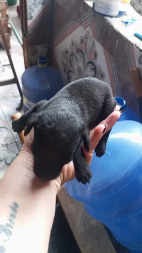 Pinscher c poodle machinho disponível