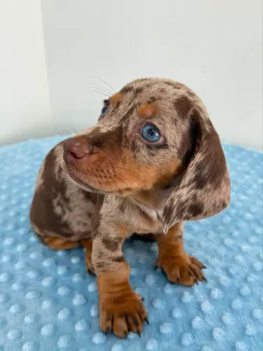 Dachshund 