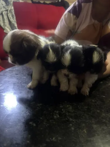 Belos cachorrinhos