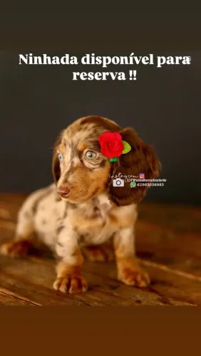 Dachshund pelo longo e curto Insta gram @filhotesfloresdooriente