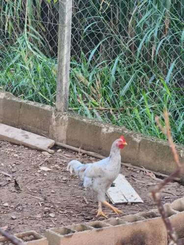 Vendo 5 galos novinhos caipira